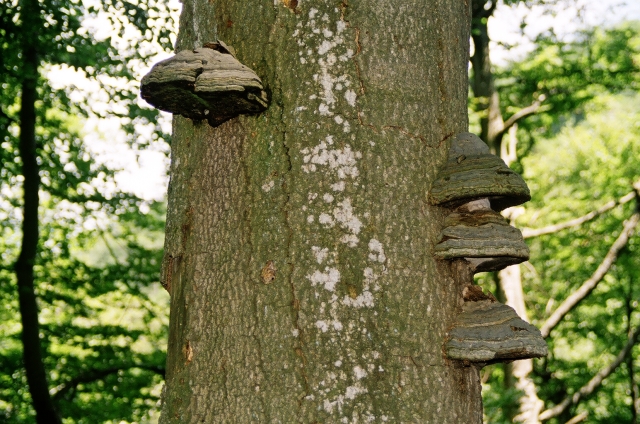 Podkarpatská Rus 2006 - přechod poloniny Boržava - 18